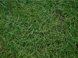Bermuda Grass